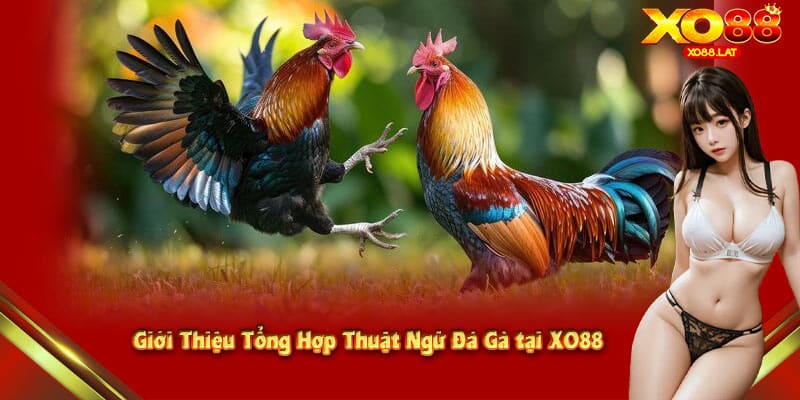 Giới Thiệu Tổng Hợp Thuật Ngữ Đá Gà tại XO88 