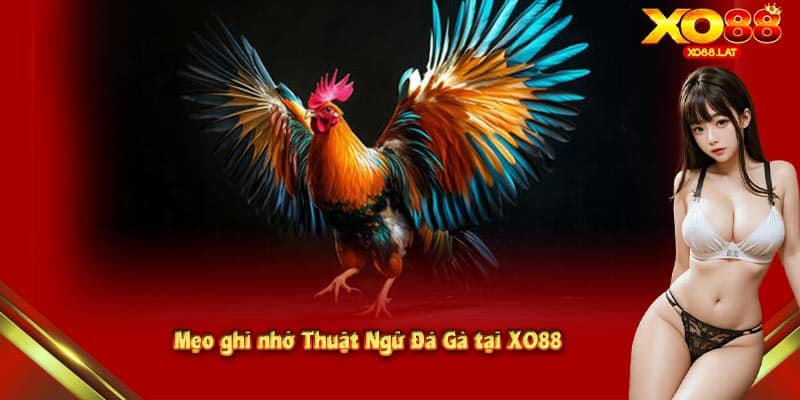 Mẹo ghi nhớ Thuật Ngữ Đá Gà tại XO88