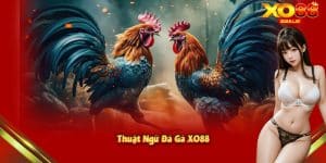 thuật ngữ đá gà xo88 - ảnh đại diện